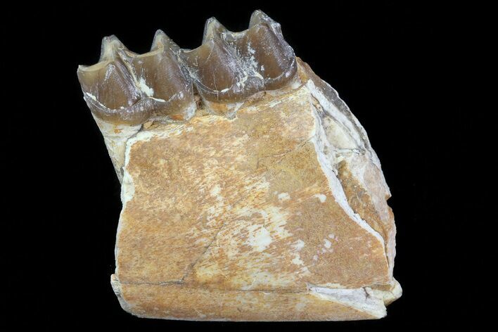 Oligocene Horse (Mesohippus) Jaw Section #81519